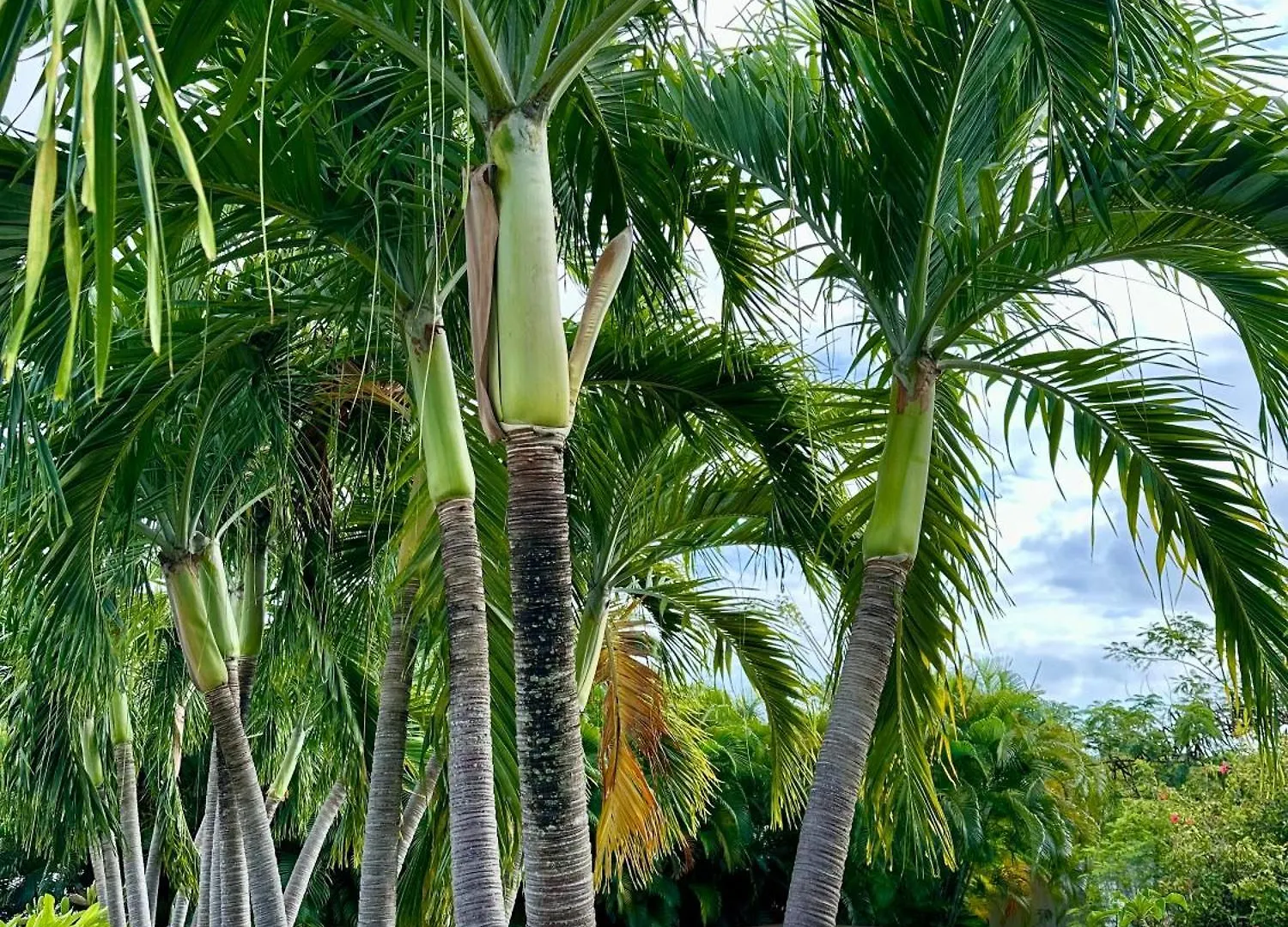 Domaine De Grande Terre Bed & Breakfast Saint-Francois